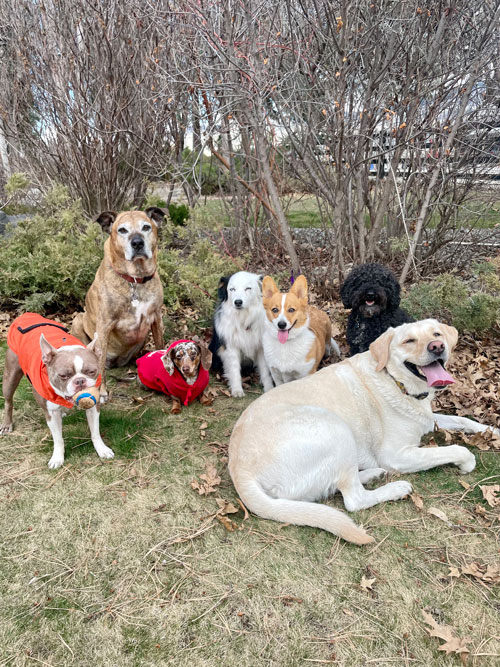 Another fun day at the dog ranch.