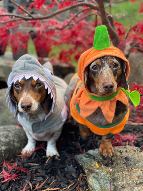 These costumes really suit their personalities.