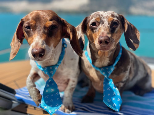 Below Deck: Dachshund Edition.