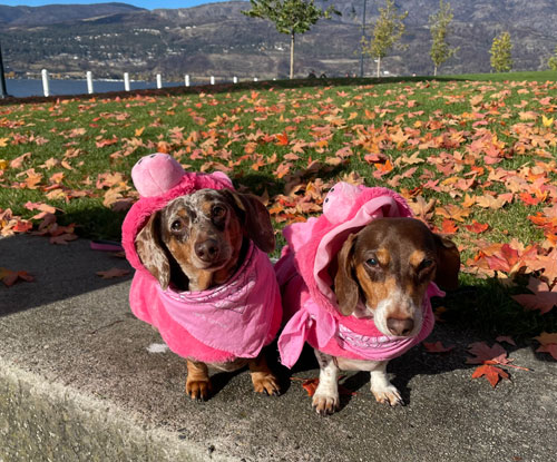 Two bacon sausages